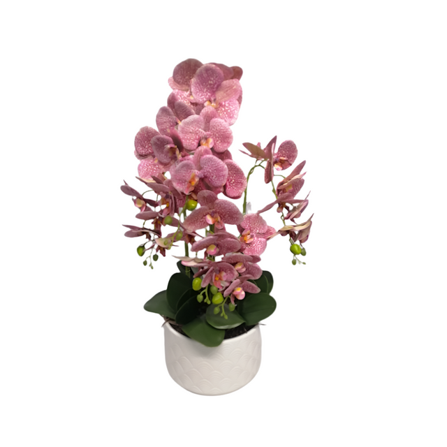 Orchid In Pot 72cm White Pot