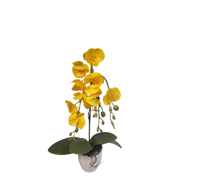 Orchid in pot 56cm Yellow