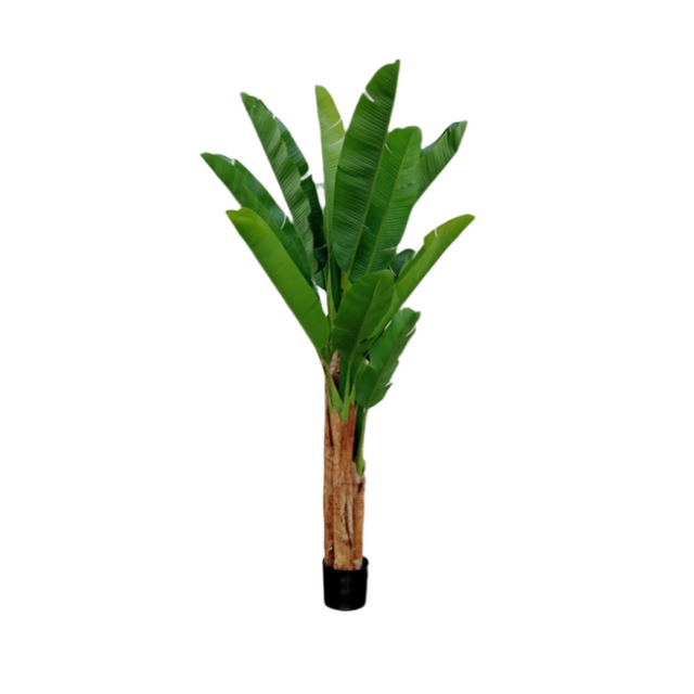 Plant in pot 2m