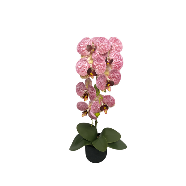 Orchid in pot 50cm Pink