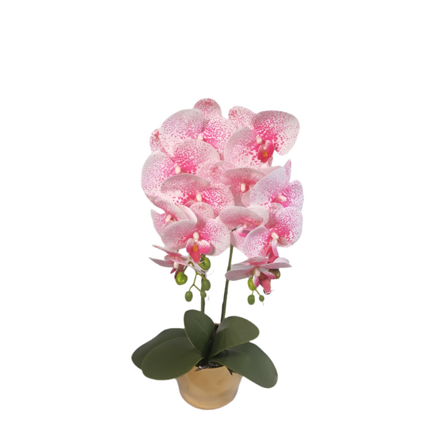Orchid in gold pot 50cm Pink