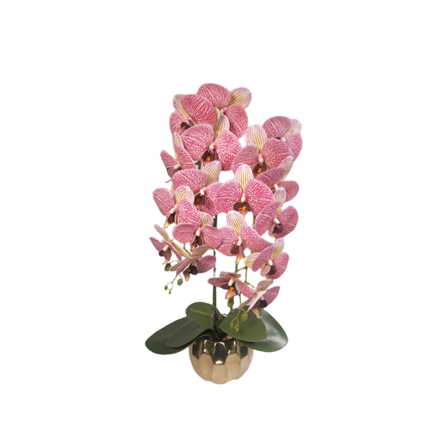 Orchid in Pot 65cm Pink
