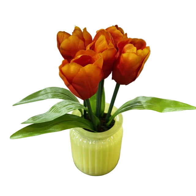 Tulip 21cm in glass pot 7x9cm - orange