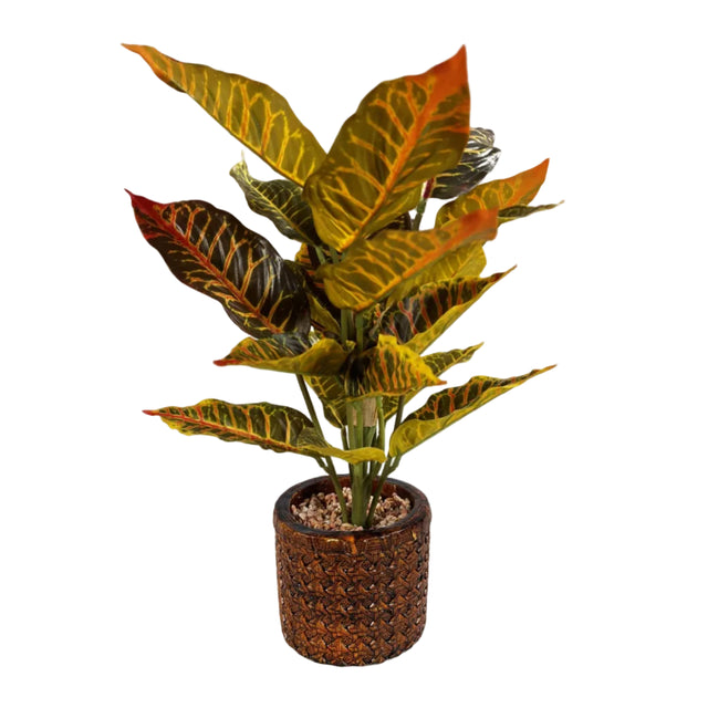 Chinese evergreen 45cm - red leaf