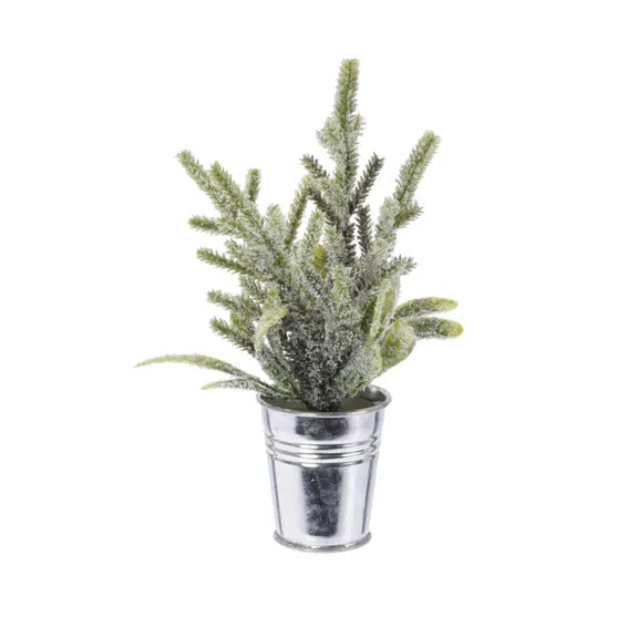 Xmas Plant in Pot 5.5x18cm