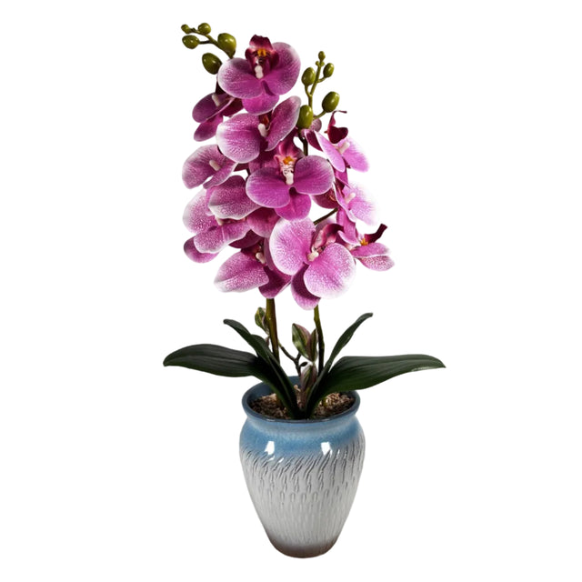 Purple & white orchid in blue pot 55cm