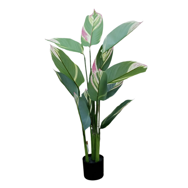 Plant In Pot 1.18m