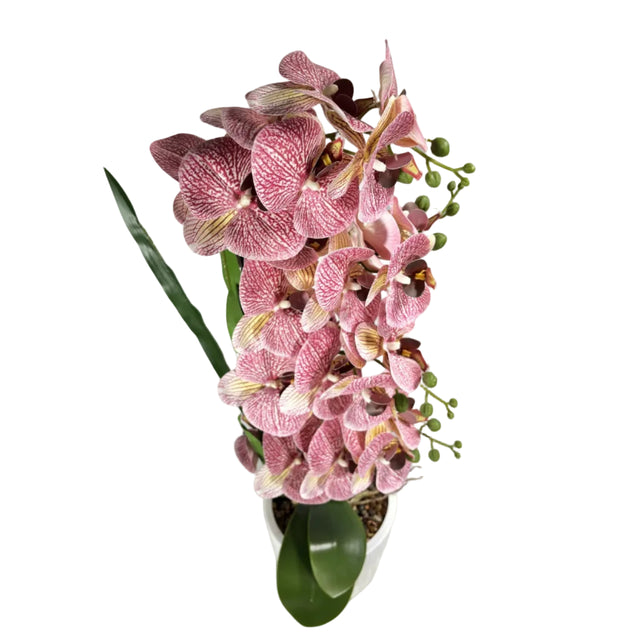 Purple orchid in white pot 72cm