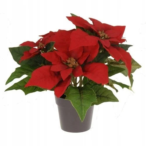 Christmas Flower In Pot 25cm