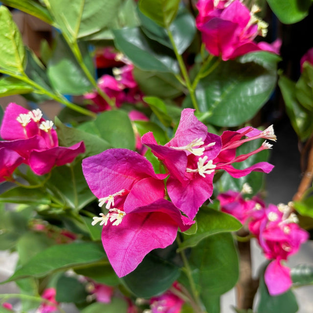 Artificial Bougainvillaea tree pink 1.7m
