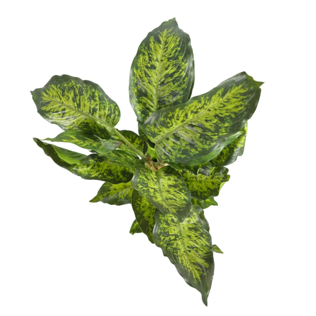 Chinese evergreen 45cm - light green leaf