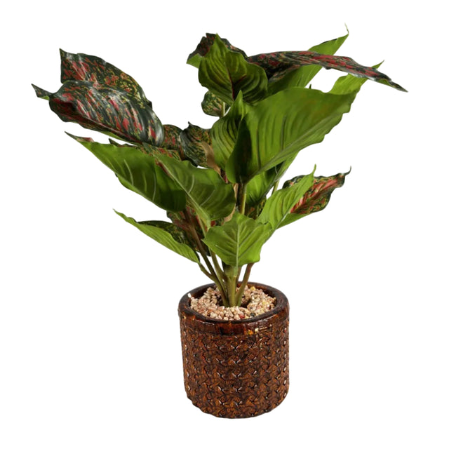 Chinese evergreen 45cm - pink & green leaf