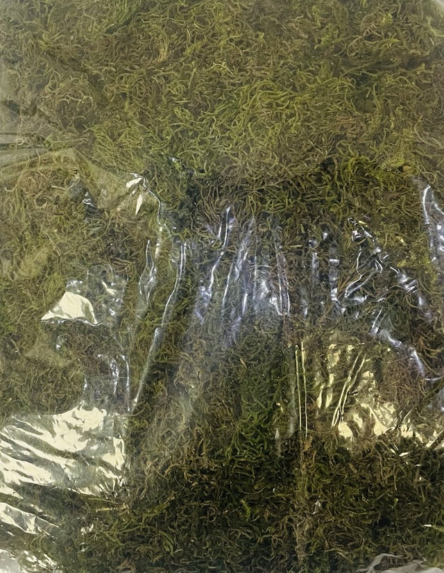 Moss Green Clear Bag Small