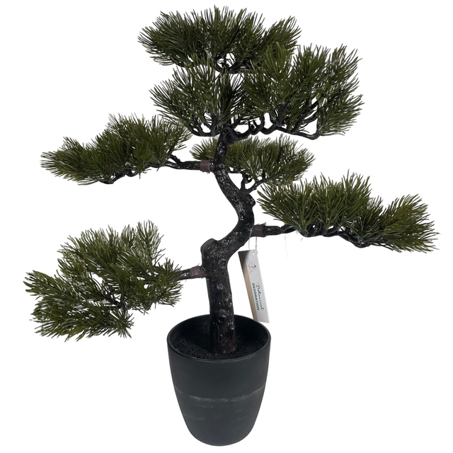 (317220120-4)BONSAI TREE IN POT 50CM