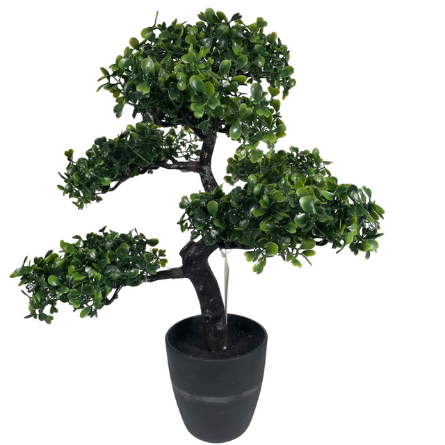 (317220120-2)BONSAI TREE IN POT 50CM