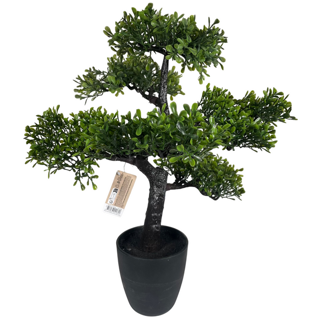 (317220120-1)BONSAI TREE IN POT 50CM