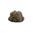 Single Golden Candle Holder -Washed Pinecone