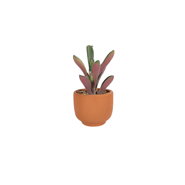 Artificial Succulent - Ruby Glow In ceramic Pot