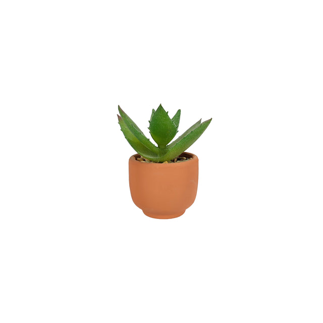 Artificial Succulent - Tigers Jaw In ceramic Pot