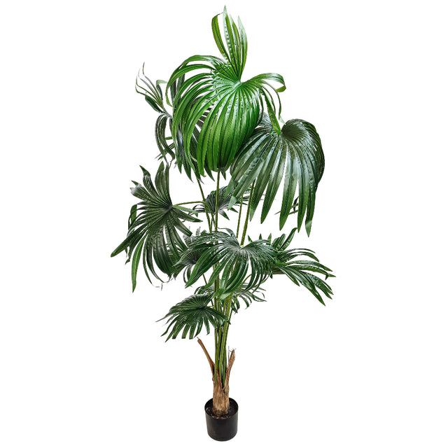 Artificial California Palmetto Tree In Pot 2M 11 Leaves