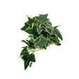 Artificial Green Ivy Garland