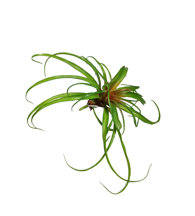 Artificial Air Plant