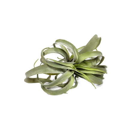 Artificial Grey Air Plant