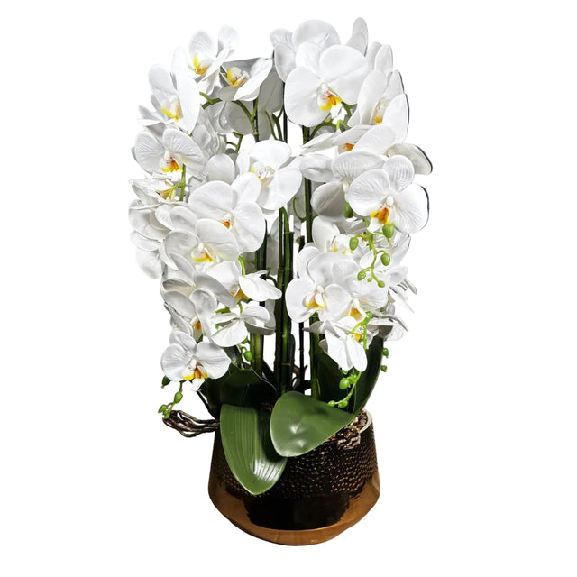 White orchid in gold pot 72cm