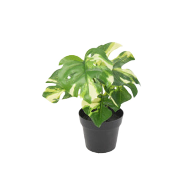 Plant In Pot 9x7x24cm - Delicious Monster Green/White