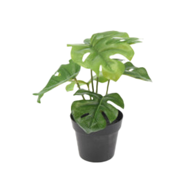 Plant In Pot 9x7x24cm - Delicious Monster Green