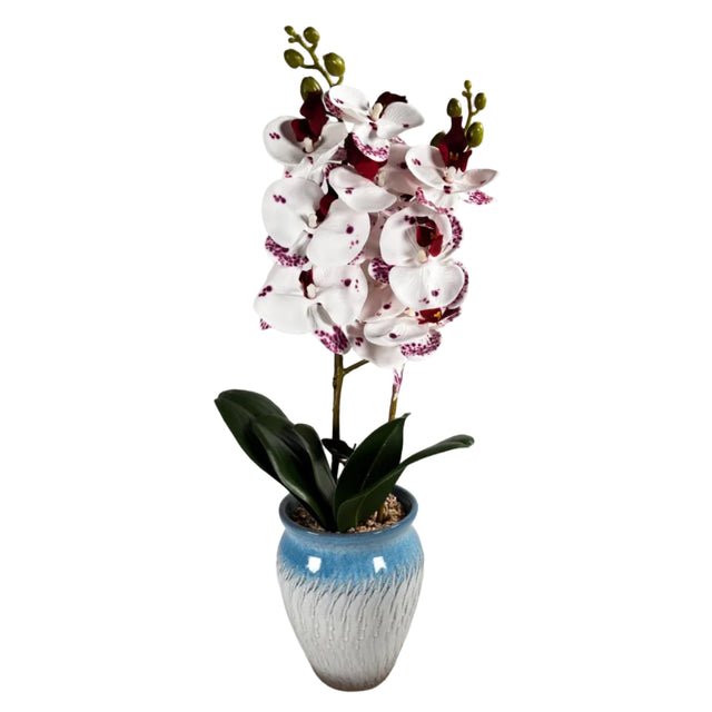 White & burgundy orchid in blue pot 55cm