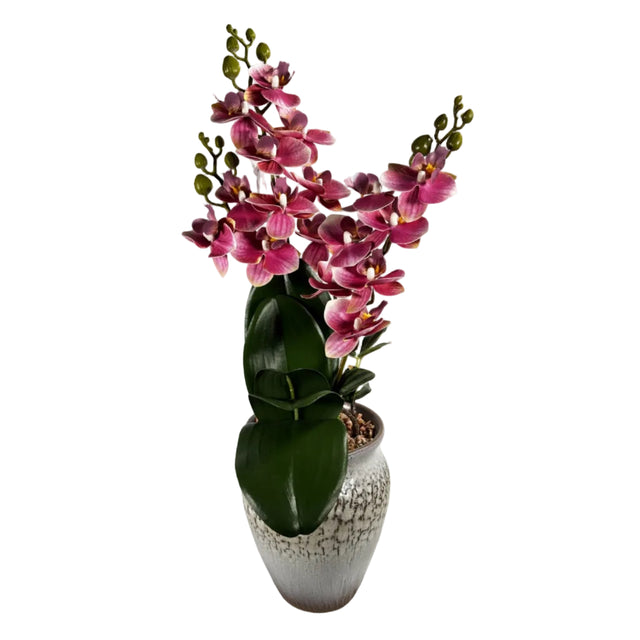 Pink orchid in pot 48cm