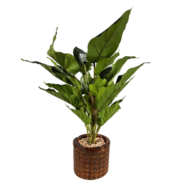 Chinese evergreen 45cm - green leaf