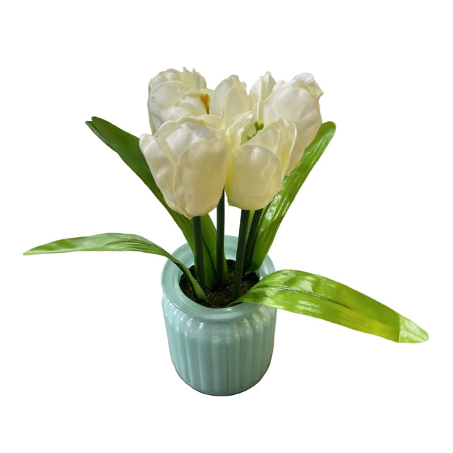 Tulip 21cm in glass pot 7x9cm - white