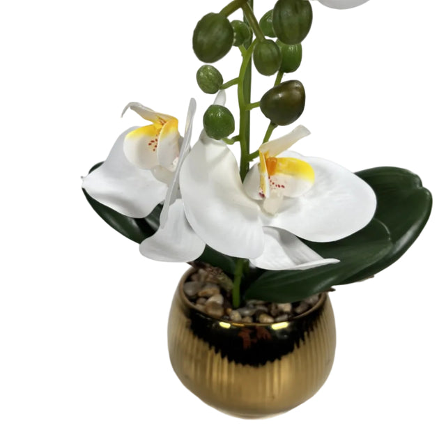White orchid in gold pot 43cm