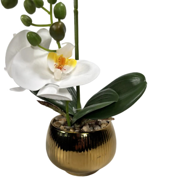 White orchid in gold pot 43cm