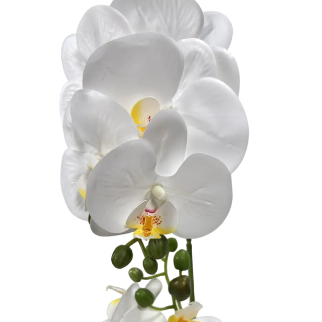 White orchid in gold pot 43cm