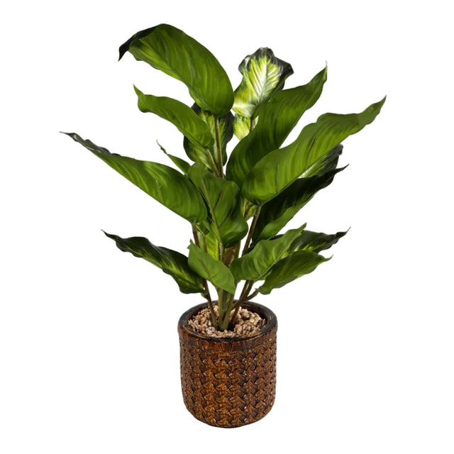 Chinese evergreen 45cm - white & green leaf