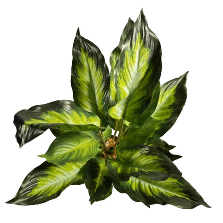 Chinese evergreen 45cm - white & green leaf