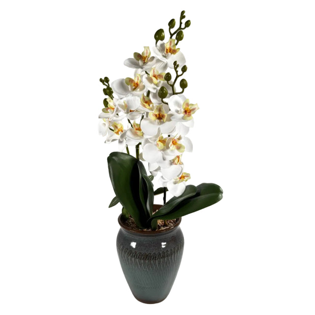 White orchid in green & white pot 48cm