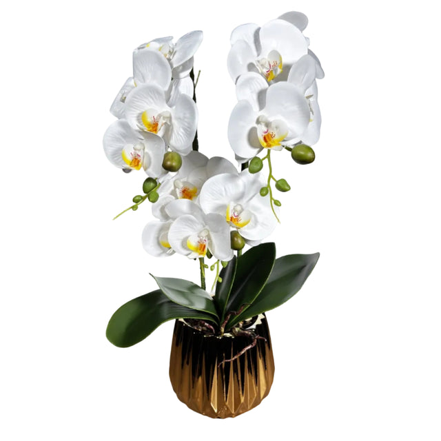 White orchid in gold pot 54cm