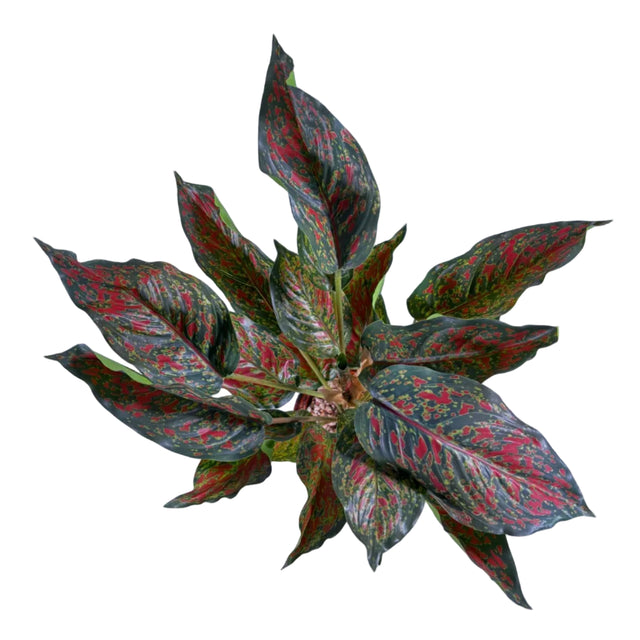 Chinese evergreen 45cm - pink & green leaf