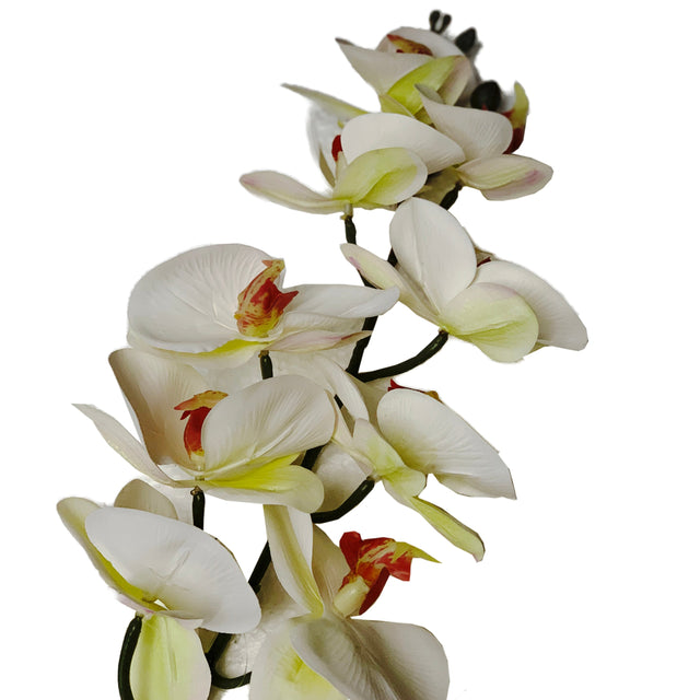 Orchid 100cm White