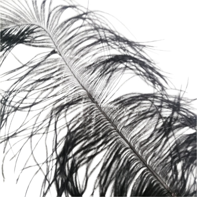 Ostrich Feather Black