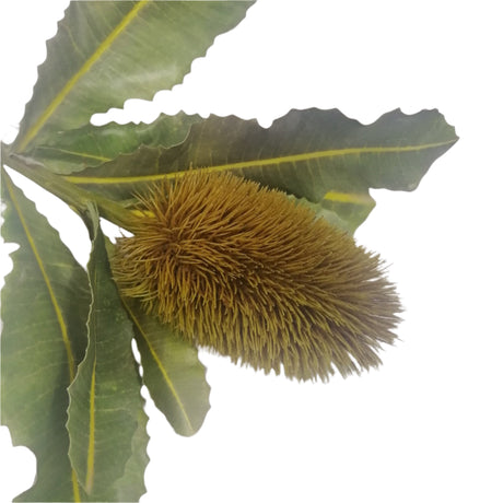 Artificial Plant - Macadamia Pincushion