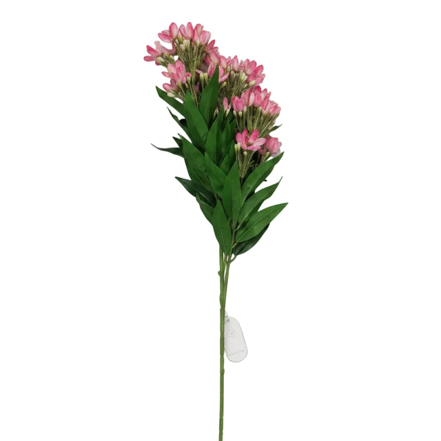 Wisteria plant 90cm - Fushia