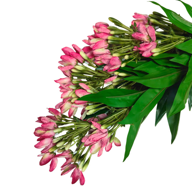 Wisteria plant 90cm - Fushia