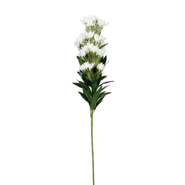 Wisteria plant 90cm - White