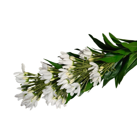 Wisteria plant 90cm - White