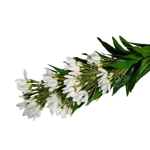 Wisteria plant 90cm - White